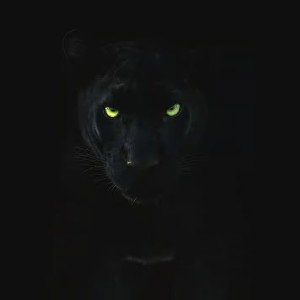 la panthère noire ( de retour !!!!)