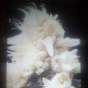 white weed