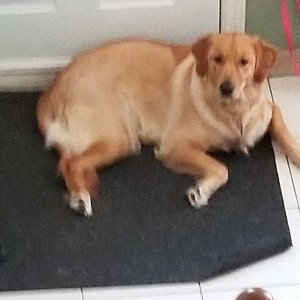 drake is a little puppy