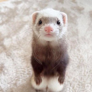 Fetty Ferret Freestyle