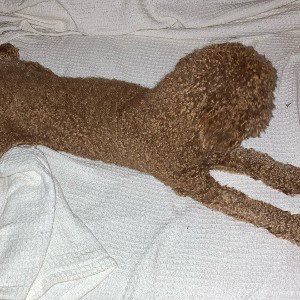 Suckling Frog Legs 