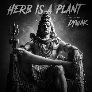 Herb is a plant