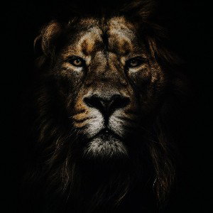 Beast Mode 