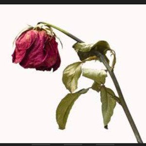 Roses are red