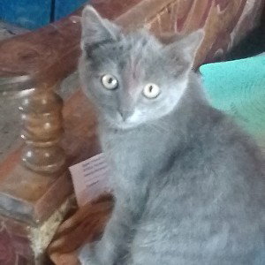 я крутой котик