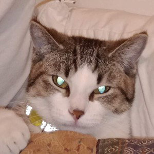 cat bitch part 2