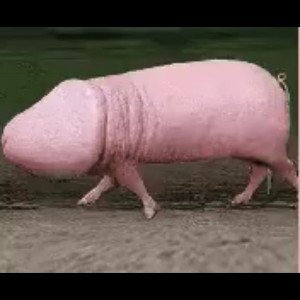 dickpig 