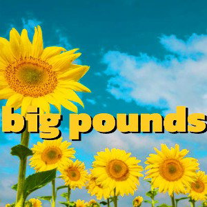 big pounds