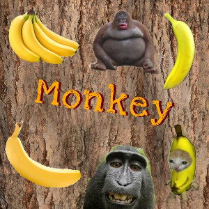 Monkey