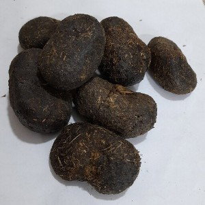 amir peshgel 💩