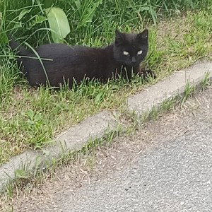 мяу мяу котик простит ням ням