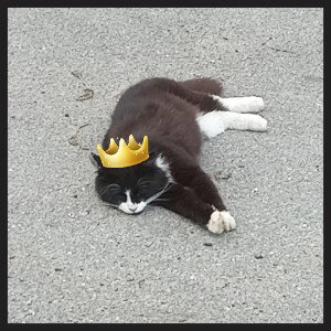 любите всех котов любой ценой