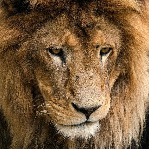 the lion