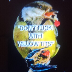 "Yellow-Tits"
