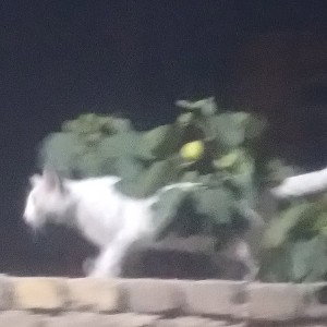 نوک کوه