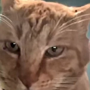 ?!meow?!