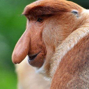 Affe