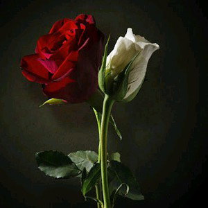 Bleeding Heart (JB)