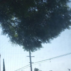 100 in la