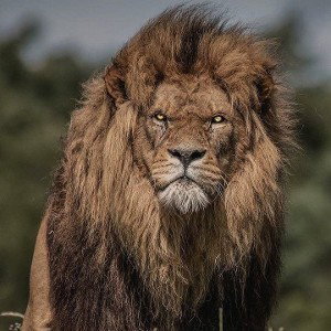 Jungle[Big $†epper]