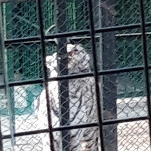 caged