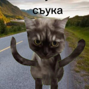 про кошку