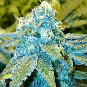 blue god instrumentals  2024