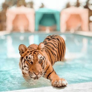 Pen1