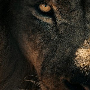 lions heart