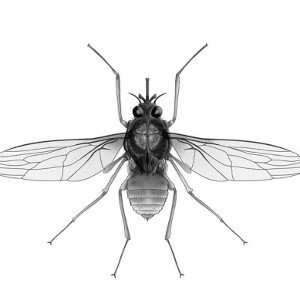 SINGLE"SOUND OF A FLY WING"