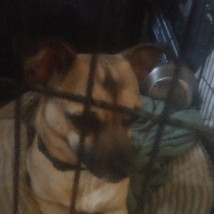 chihuahuas