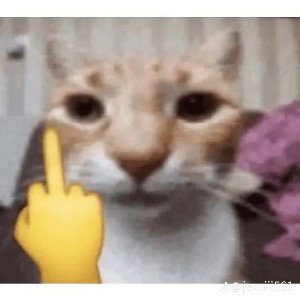 El rap gatuno 🐱
