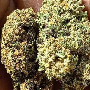 whatweedmademedo