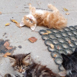 колыбельная,котята.