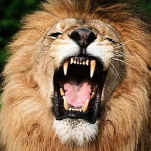 musica de lions 