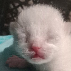 котик потеряшка