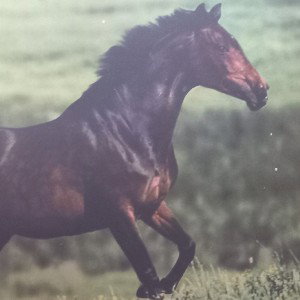 FLOW_ANIMAL