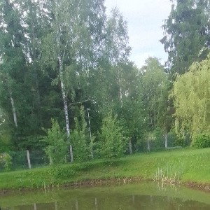 УЛЫБНУЛАСЬ МНЕ БЕРЁЗКА