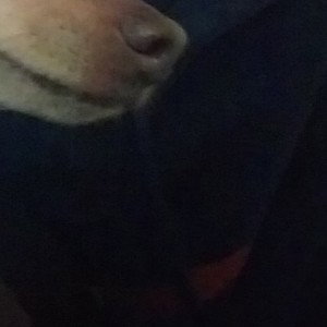 lil dog