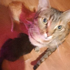 котики мяу 😼