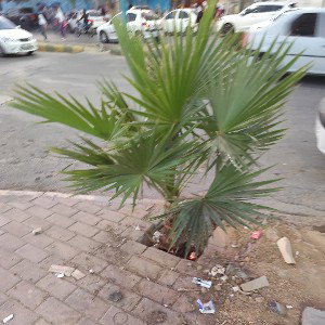 درفت
