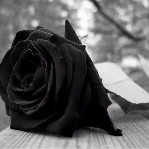 like roses