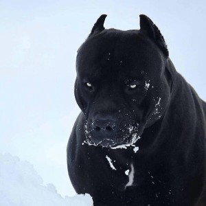 Happy
