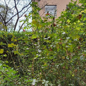 Backyard change
