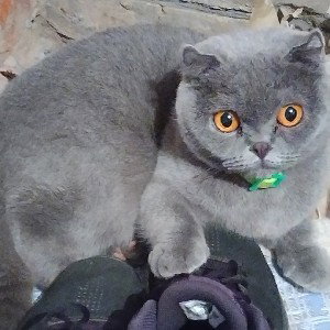Бзден 2 демо
