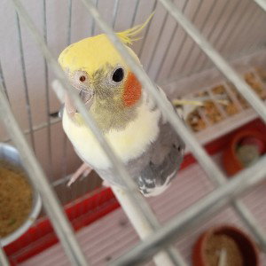 my bird is singing 