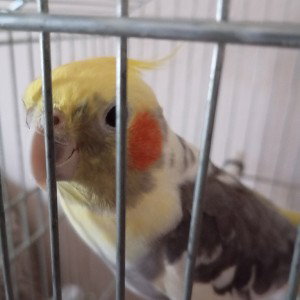 i got 7 b@tches (ft rico my bird)