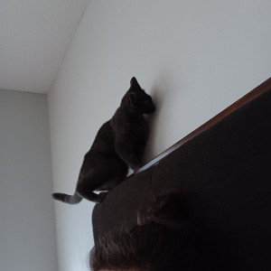 cat
