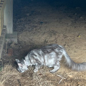 kitty