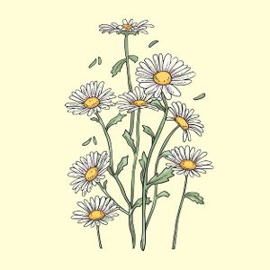 daisy.